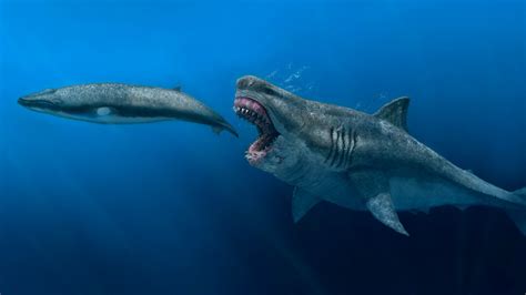 megalodon shark real photos|Megalodon Pictures .